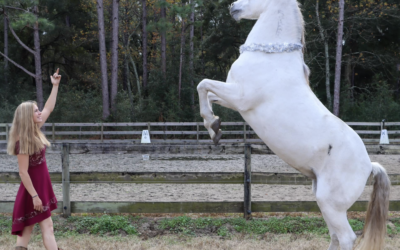 Learn the Art of Liberty Work with Horses – Exclusive Clinic!